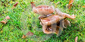 Cluster of grass mushrooms