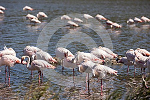 Cluster of greater pinkish-white flamingos gathered near water source photo