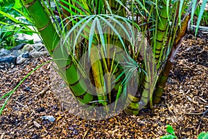 Cluster of green bamboo trunks in a tropical garden, popular tropical plant specie