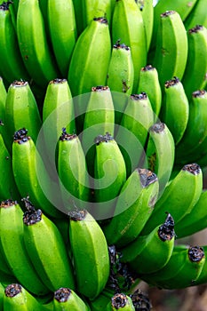 Cluster of green bananas hanging on a banana tree in Terceira Island, Azores.