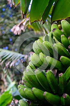 Cluster of green bananas hanging on a banana tree in Terceira Island, Azores.