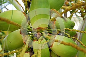 Cluster of green coconuts