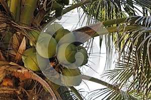 Cluster of green coconuts in the palm tree