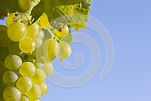 Cluster of green grapes