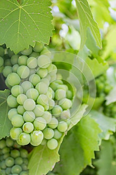 Grupo de verde uvas en vino cultivo 