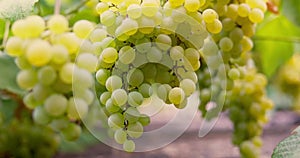 Cluster of green grapes hanging on vine. Agriculture and winemaking concept