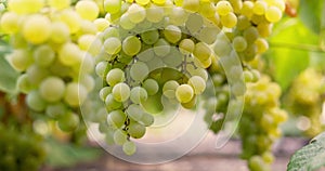 Cluster of green grapes hanging on vine. Agriculture and winemaking concept
