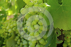 Cluster of green grapes on a vine -cluster