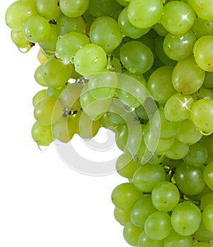 Cluster green grapes with water drops.