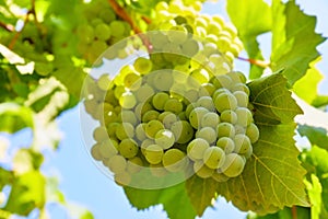 Cluster green grapes at willow gardening