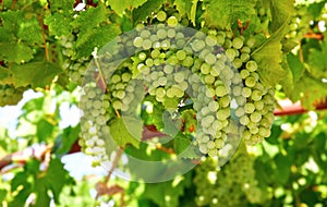 Cluster green grapes at willow gardening