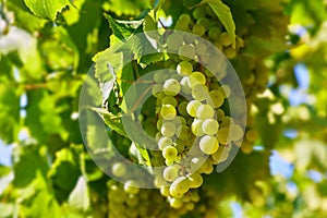 Cluster green grapes at willow gardening