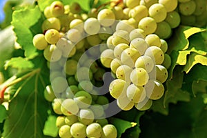 Cluster green grapes on willow gardening