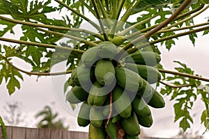 Cluster Of Green Pawpaws Growing On A Tree