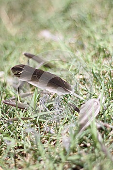 feathers grey 6148 photo