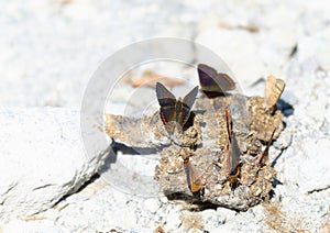 A cluster of Guatemalan Coppers, Iophanus pyrrhias, butterflies gathered on a rocky surface in Mexico