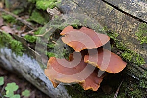 Cluster of Gymnopilus junonius fungi, The mushroom grows on old pine, rotting trees, is not edible