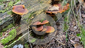 Cluster of Gymnopilus junonius fungi, The mushroom grows on old pine, rotting trees, is not edible