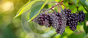Cluster of Hanging Berries
