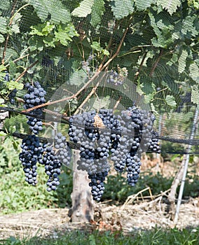 Cluster of hanging blue grapes