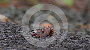 Cluster of Harlequin Red Bugs on the Ground.