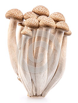 Cluster of hon shimeji edible japanese mushrooms isolated on white background. Close-up