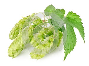 Cluster of hops