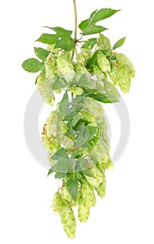 Cluster of hops with leafs