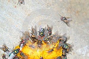 A cluster of houseflies feasting