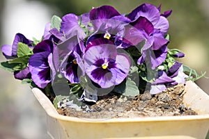 Cluster of hybrid Pansy purple (Viola × wittrockiana) flowers : (pix Sanjiv Shukla)