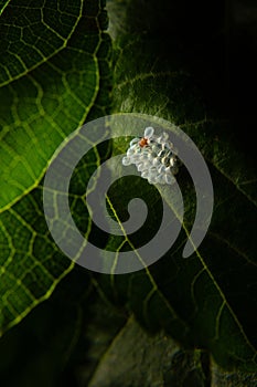 A cluster of insect eggs on a leaf.