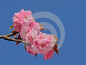 Cluster of Japanese cherry blossoms against a clear blue sky - Prunus serrulata photo