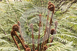 Cluster of koru fronds