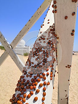 Cluster of ladybugs on the beach on a summer sunny day. Invasion of ladybug insects