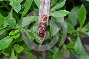 Cluster of Ladybugs sitting on dried leaf on plant in garden