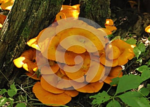 Cluster of Large Jack O`Latern Mushrooms on Decaying Tree photo