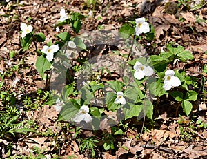 A cluster of large white trillium plants emerging in a spring forest.