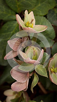 A cluster of Lenten Rose blossoms are gently purple and pink