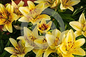 Cluster of a light yellow lilies with red spots