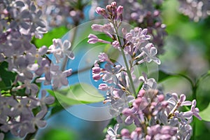 Cluster of lilac blossom with saturated green and blue background