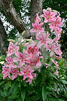 A cluster of Lilies (lilium)