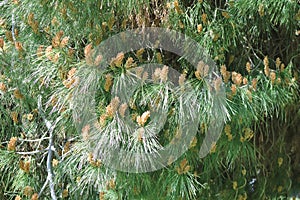 Cluster of long needled pine with seed pods photo