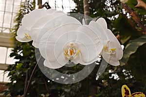 Hanging White Orchids