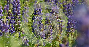 Cluster of lupine flowers in california in summer with bugs