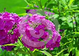 Cluster Magenta Colored Phlox