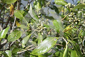 Cluster of the mangrove tannin fruits.