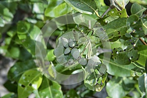 Cluster of the mangrove tannin fruits.