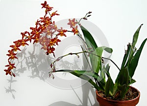 Cluster of Marsala red orchids in a pot