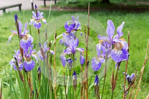 Purple beardless iris flowers photo