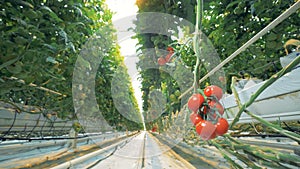 Cluster of mellow tomatoes hanging from the branch in a glass-house